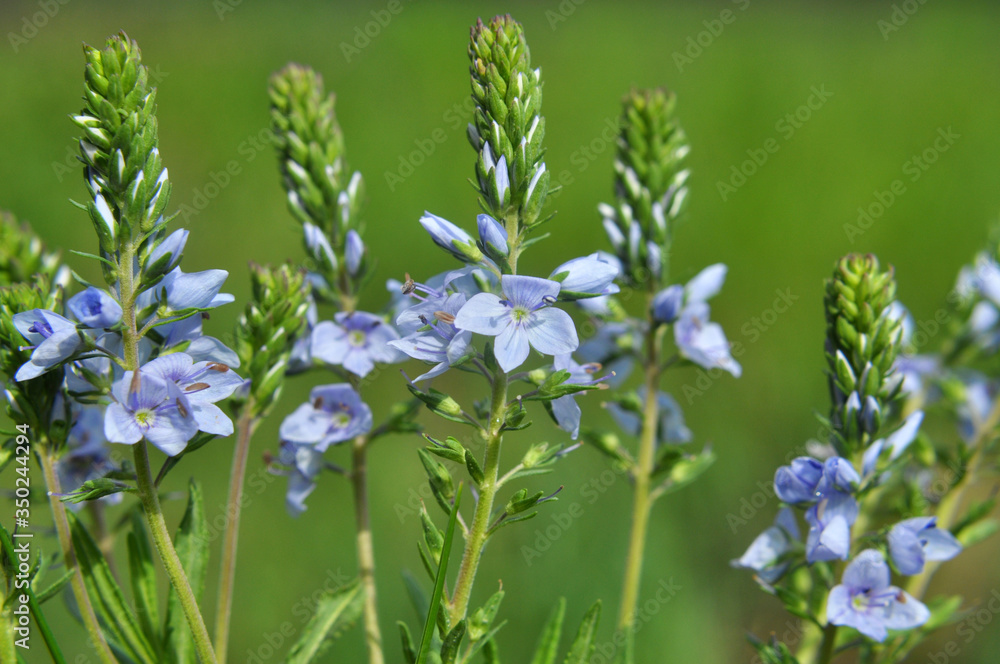 In the spring, the Veronica prostrata blooms among the herbs In the spring, the Veronica prostrata blooms among the herbs