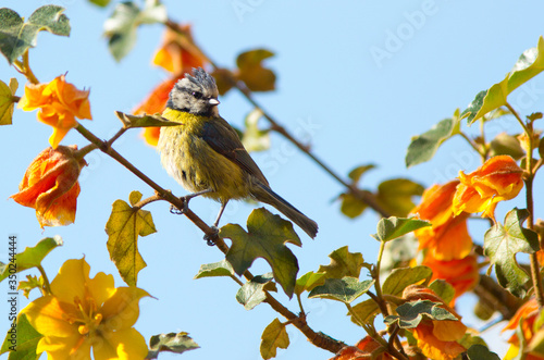 Blue Tit Bird perched on a califonian Glory Tree which is in full bloom photo