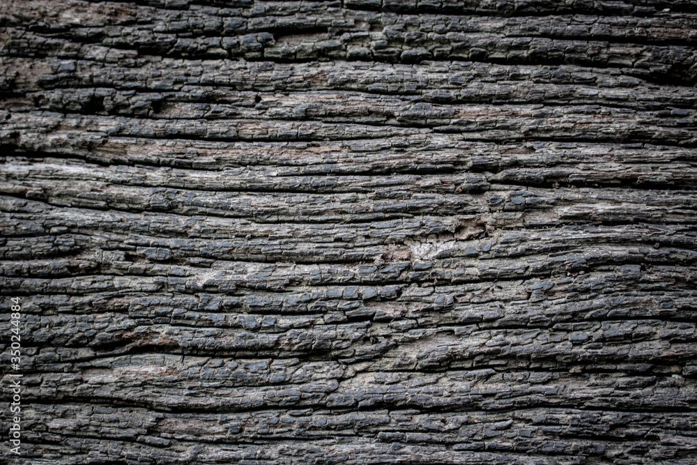 Embossed texture of the brown bark.Tree bark texture. Seamless bark tree texture. texture of bark wood use as natural background Embossed texture of the brown bark.Tree bark texture. Seamless bark tree texture. texture of bark wood use as natural background
