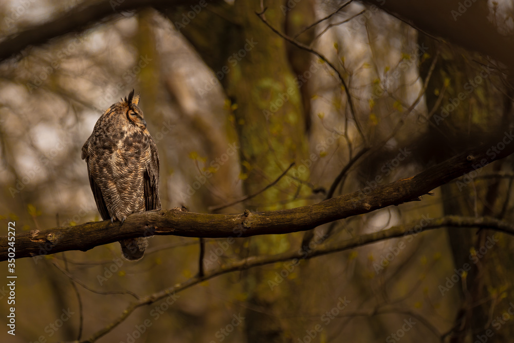 A Great Horned Owl perched in the forest. A Great Horned Owl perched in the forest.