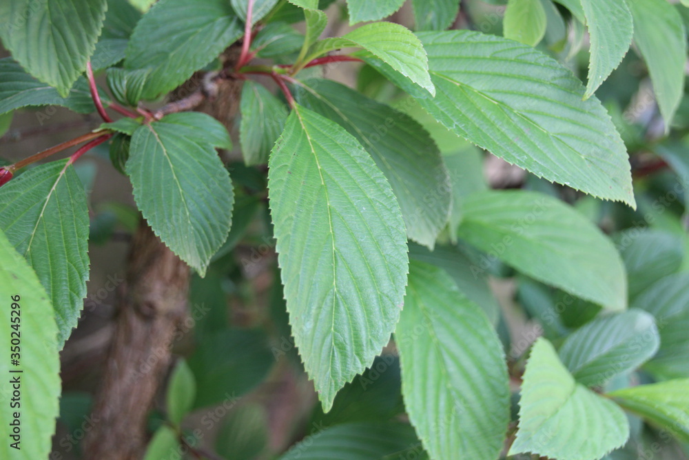 green leaves