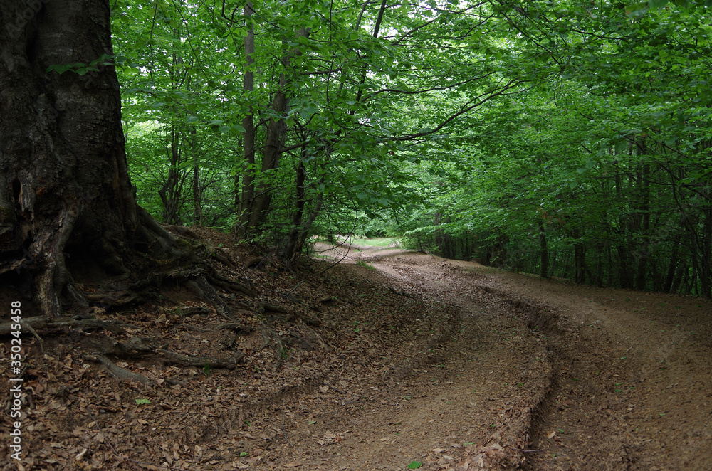A Road In The Forest