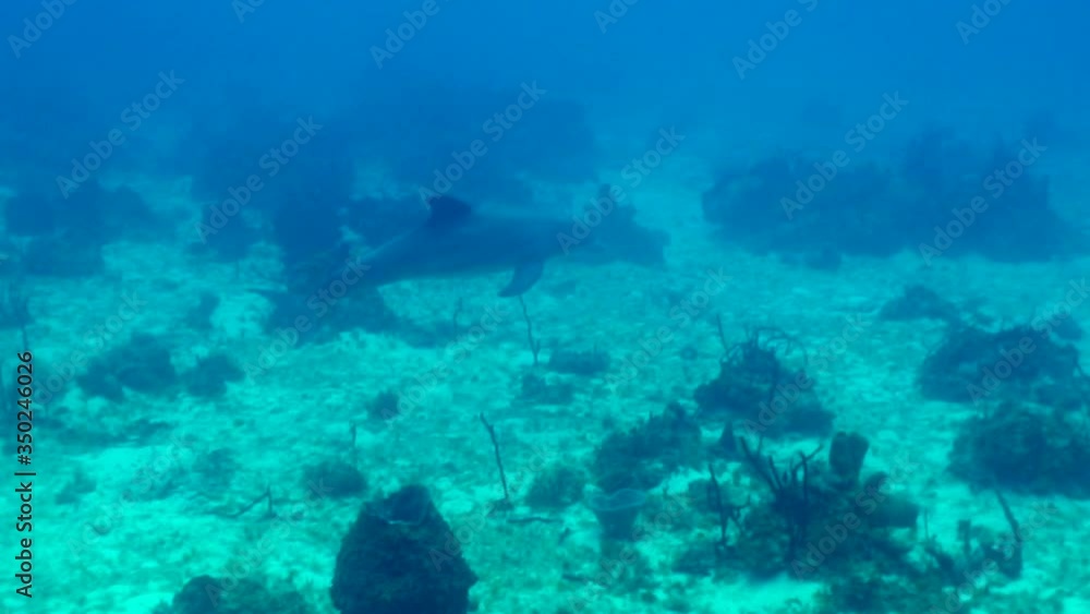 Panning shot of dolphin swimming towards cage on ocean floor in blue sea, Cetacea moving underwater - Montego Bay, Jamaica Panning shot of dolphin swimming towards cage on ocean floor in blue sea, Cetacea moving underwater - Montego Bay, Jamaica