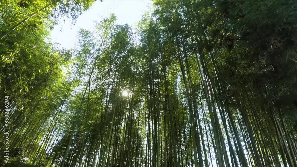 Shot of Sun Shining Through Giant Bamboo Trees at Bamboo Forest in Japan Shot of Sun Shining Through Giant Bamboo Trees at Bamboo Forest in Japan