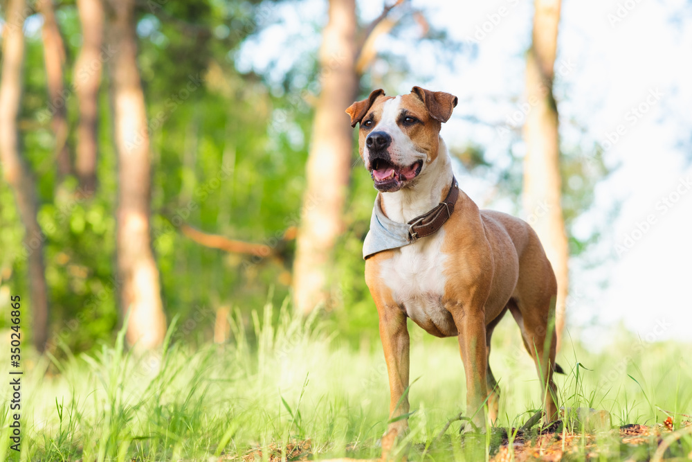 Adventure dog in the forest, bright sun lit image. Staffordshire terrier mutt outdoors, happy and healthy pets concept Adventure dog in the forest, bright sun lit image. Staffordshire terrier mutt outdoors, happy and healthy pets concept