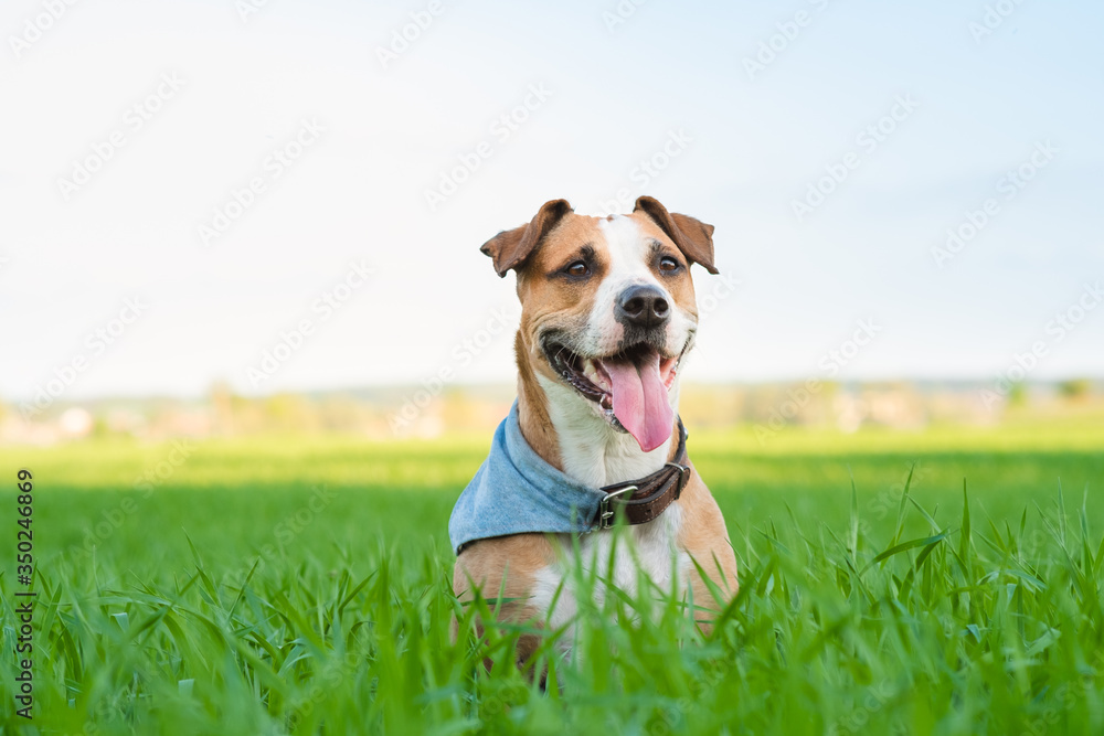 Happy dog in bandana rests in green grass. Staffordshire terrier mutt in the summer sun lit field Happy dog in bandana rests in green grass. Staffordshire terrier mutt in the summer sun lit field