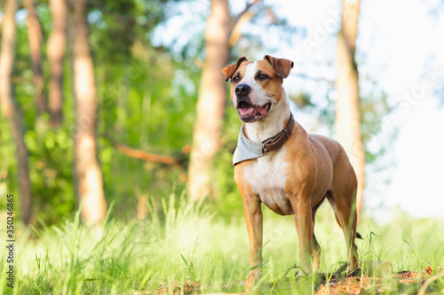 Fotografi Adventure dog in the forest, bright sun lit image