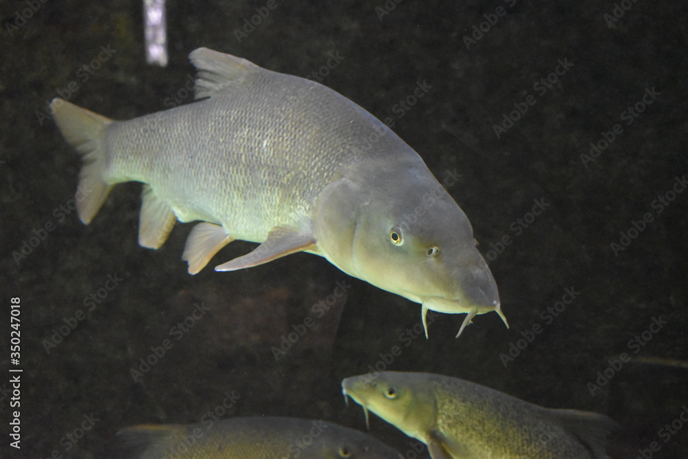 Carpe dans un aquarium Carpe dans un aquarium