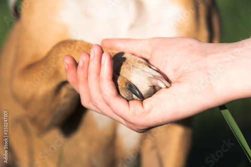 Dog paw in human hand, close-up picture. Animal support, therapy dog, firm friendship and trust concept