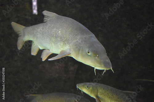 Carpe dans un aquarium