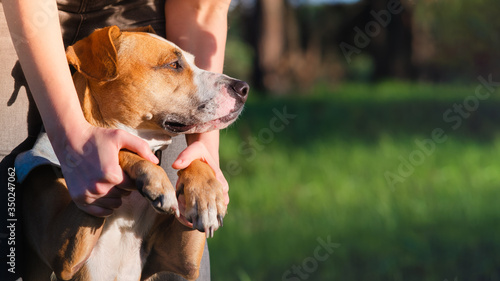 Dog in human hands outdoors in summer, copy space image. People and pets interaction, friendship and spending time together