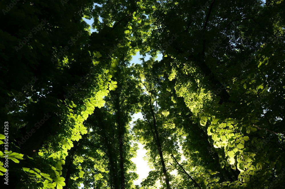 Fototapeta premium sun rays through the trees