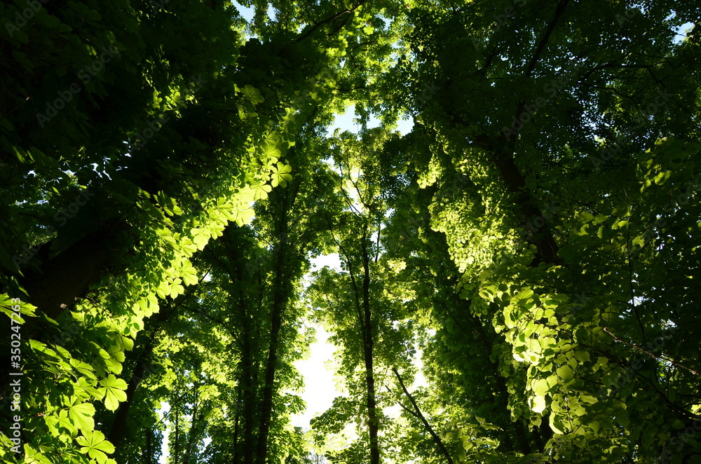sun shining through the trees sun shining through the trees