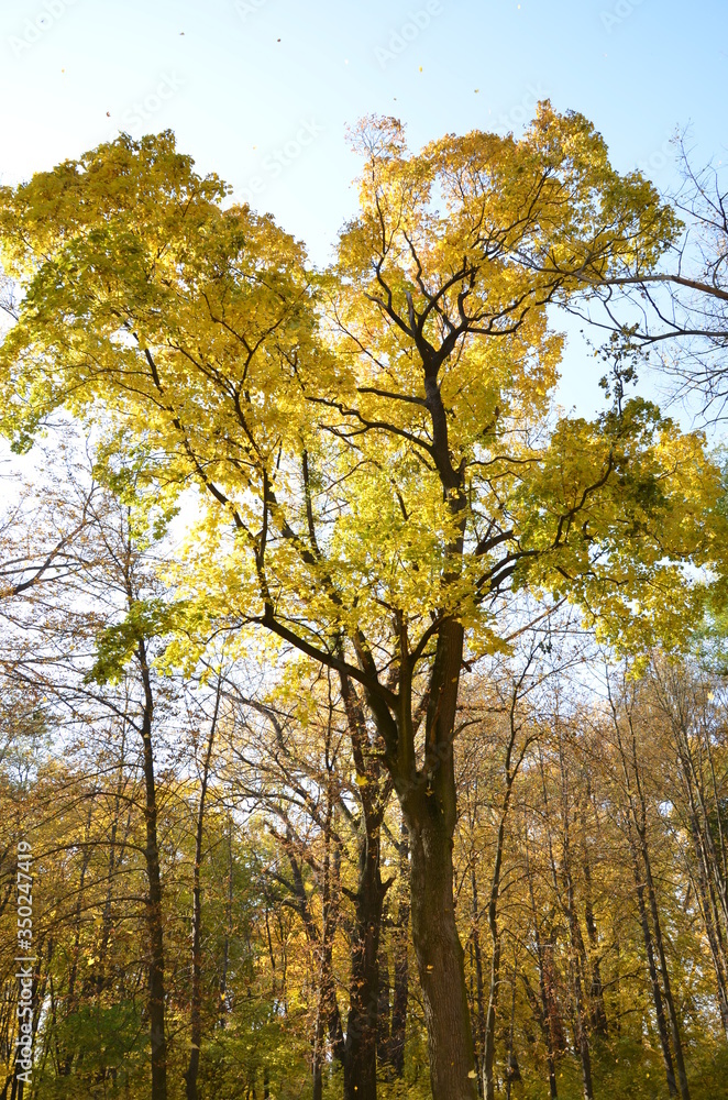 autumn in the park