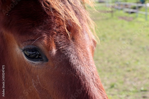 Close up  eye of a horse