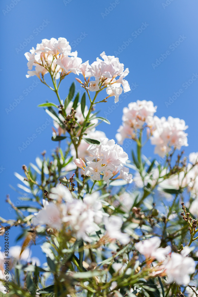 White flowers with blue sky. White flowers with blue sky.
