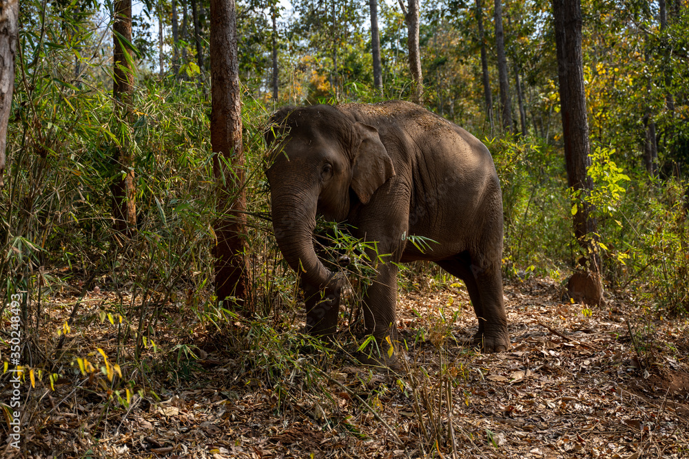 Obraz premium Elefant 1