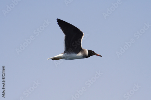 Obraz na płótnie
Bird White-eyed gull in flight w salonie