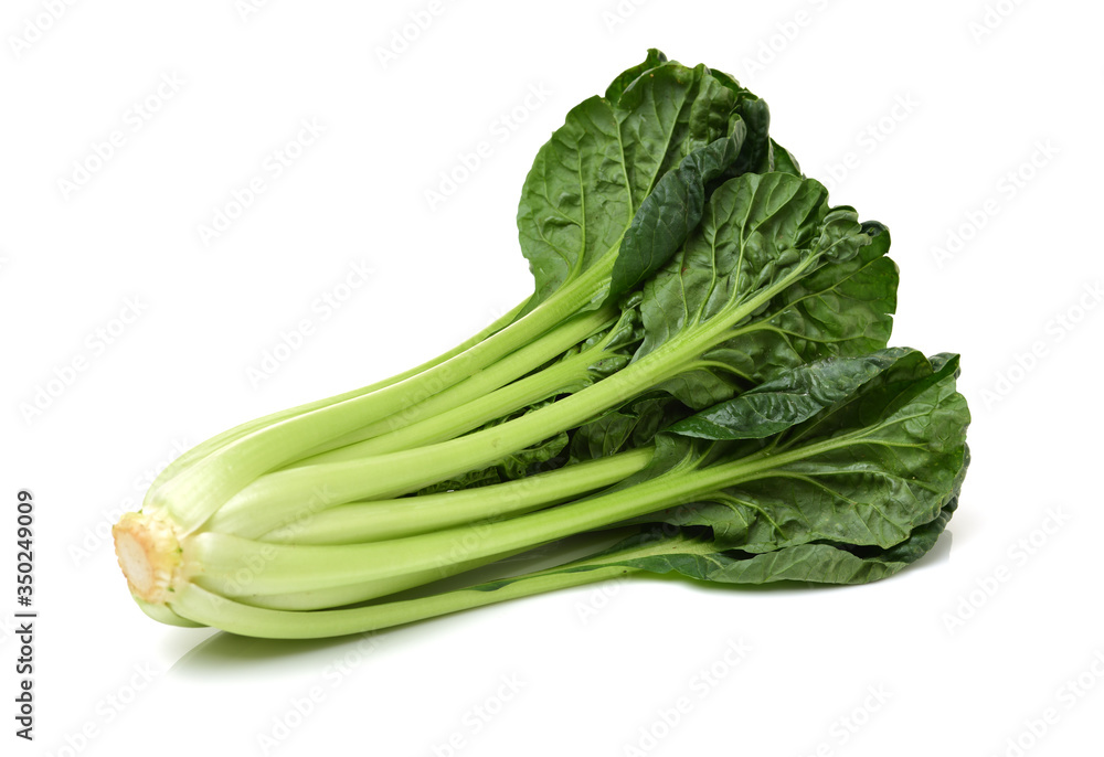 Fresh harvested Tah Tsai lettuce isolated on white. Tah Tsai or (Tatsoi) a commly used green leaf vegetable in Chinese and oriental dishes. Fresh harvested Tah Tsai lettuce isolated on white. Tah Tsai or (Tatsoi) a commly used green leaf vegetable in Chinese and oriental dishes.