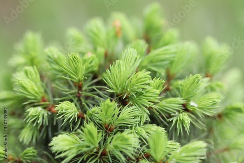 green pine needles