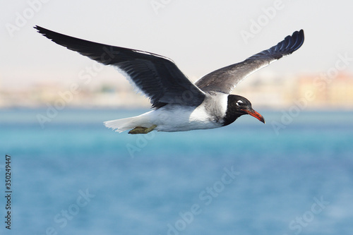  Bird White-eyed gull in flight