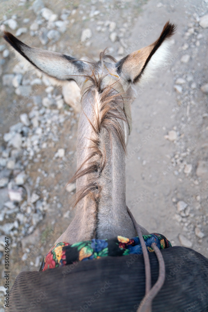 The domestic donkey on the duty of carrying cargo on saddle in fann mountains in Tajikistan