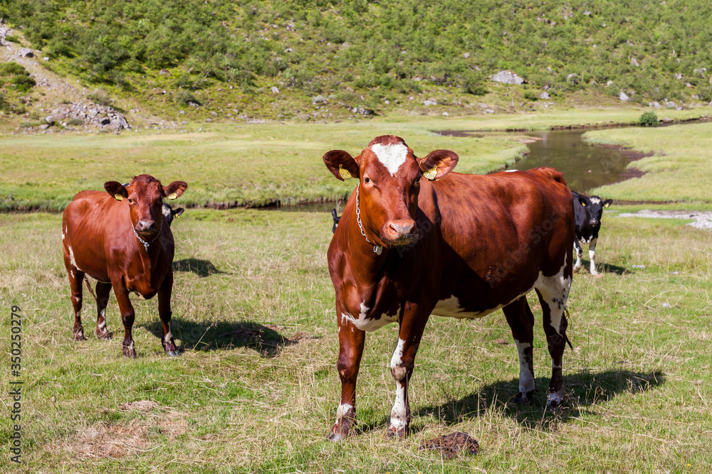 Cows graze on Norwegian nature by the river. Cows graze on Norwegian nature by the river.