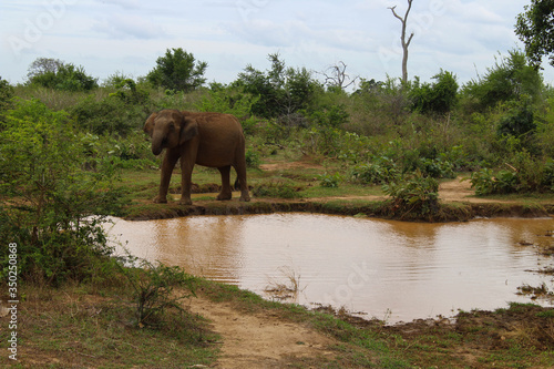 Asian elephant in Udawalawe National Park  Sri Lanka