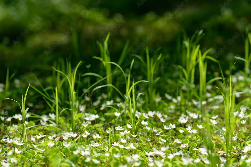 Oxalis articulata or acetosella. Medicinal wild blossoming wood sorrel herb. Grass with white, pink or yellow flowers growing in the forest or glade. Healthy plant used as food and drink ingredient. Oxalis articulata or acetosella. Medicinal wild blossoming wood sorrel herb. Grass with white, pink or yellow flowers growing in the forest or glade. Healthy plant used as food and drink ingredient.