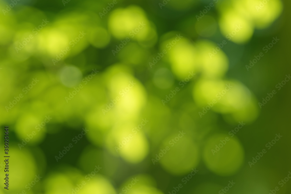 Obraz premium Blurred bokeh nature background. Abstract natural backdrop of park, forest or garden. Soft defocused photo of plants with leaves and stems. Tree, bush or grass made with bokeh effect.