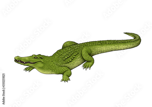 Crocodile illustration