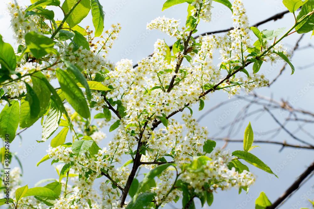 Fototapeta premium Bird cherry tree branch in bloom after the rain 
