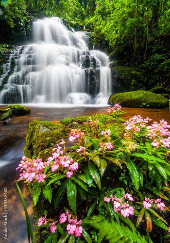 Fototapeta Naklejka Na Ścianę i Meble -  Beautiful nature waterfall steps rock mountain with Snapdragon flower (Pink Habenaria rhodocheila) in tropical rainforest at Mun Dang Waterfall, Phu Hin Rong Kla National Park, Phetchabun, Thailand