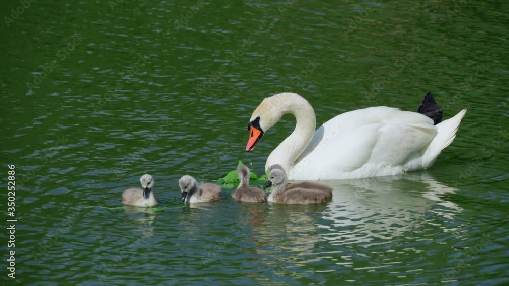 a family of white swans swims on the lake, adult swans and chicks, beautiful white birds a family of white swans swims on the lake, adult swans and chicks, beautiful white birds