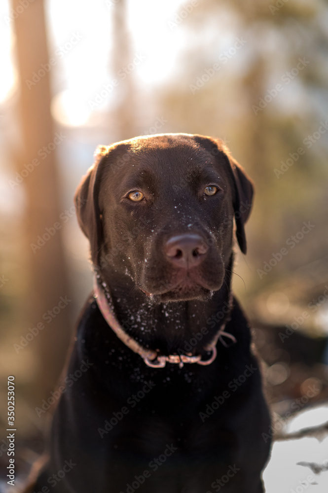 portrait of a dark brown labrador retriever