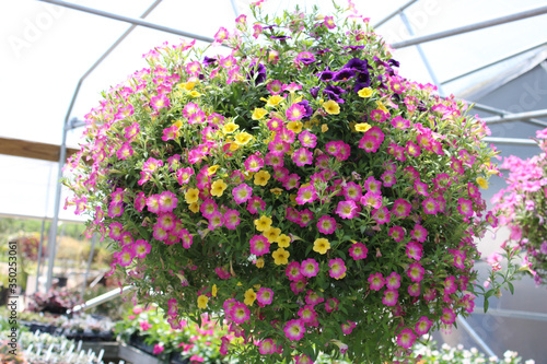 Hanging Baskets of Flowers