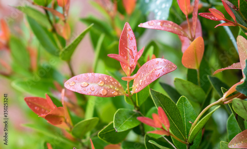 Christina leaves Syzygium australe   Red leaf with blurred background  Spring Summer bright garden.After the rain. Stop the dew on the leaves.