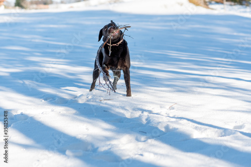 dark brown labrador retriever playing in snow