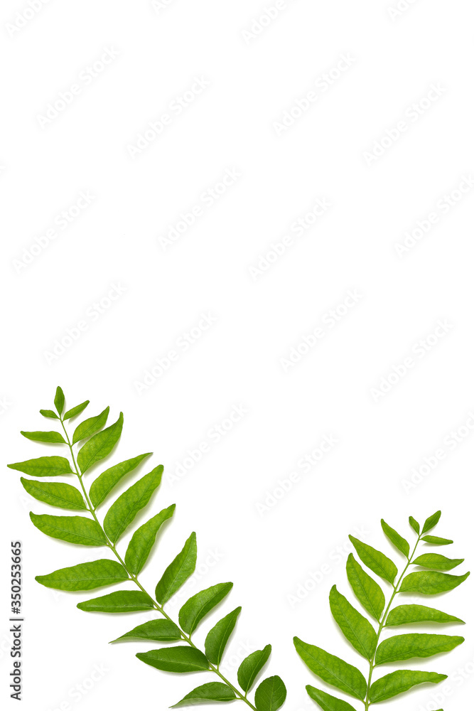 fresh curry leaves isolated on white background fresh curry leaves isolated on white background