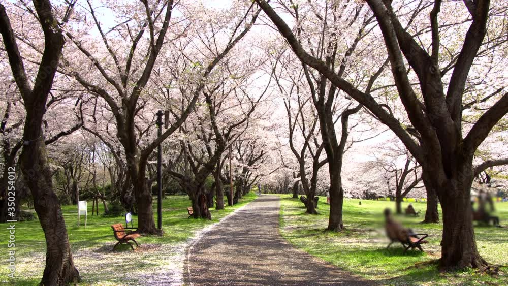 Walkway under the sakura tree which is the romantic atmosphere scene in Japan Walkway under the sakura tree which is the romantic atmosphere scene in Japan