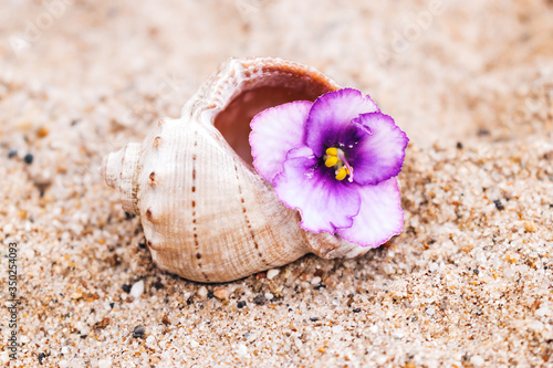 Lilac violet in an empty seashell on a sand background.Summer concept.Selective focus with shallow depth of field.