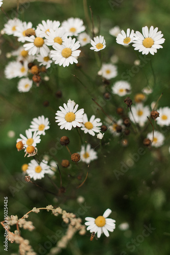 Chamomile close-ups. Chamomiles on a dark background. Summer chamomiles. 