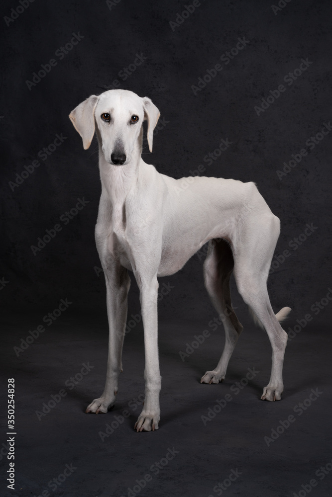 
Greyhound dog in the studio on a gray background