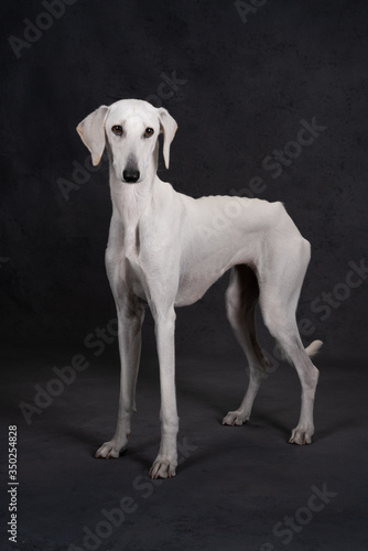  Greyhound dog in the studio on a gray background