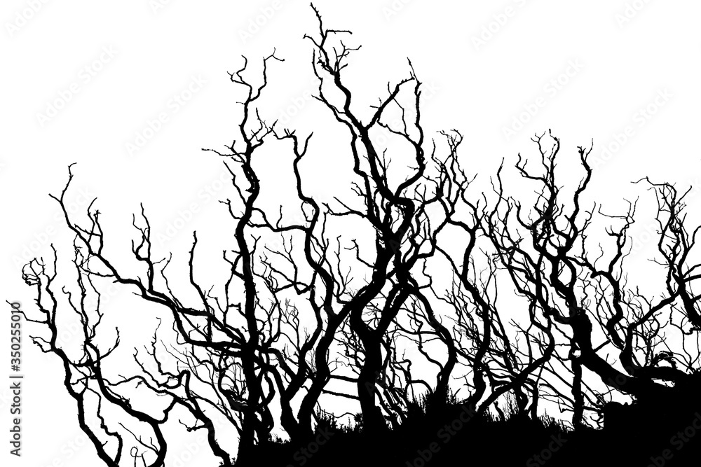 Obraz premium tree branches silhouette