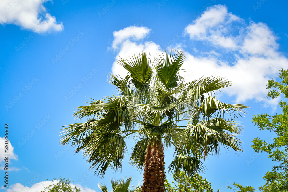 Fototapeta premium tropical palm tree with sky with clouds