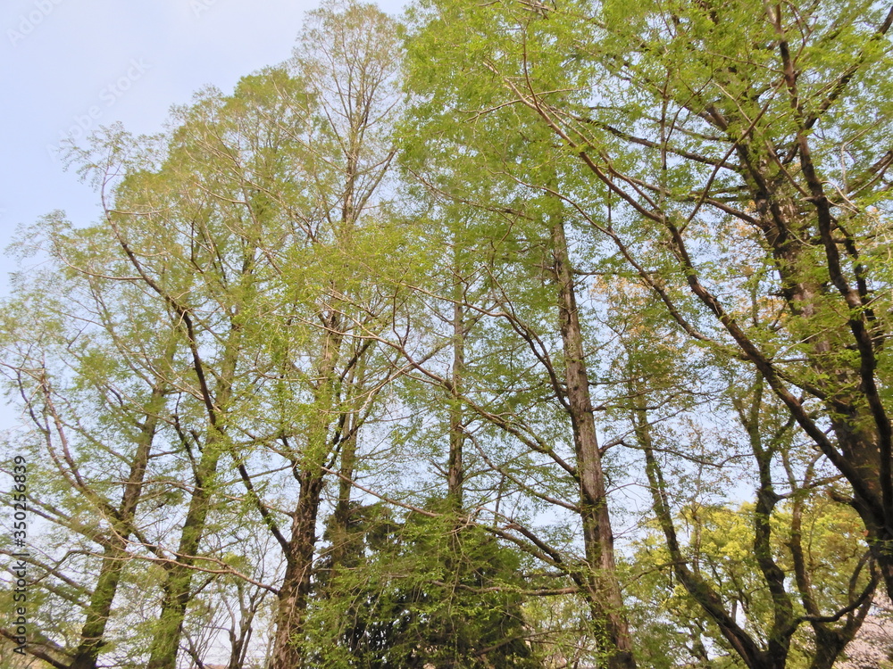 Fototapeta premium 並木道