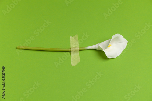 Calla flower with sticky tape isolated on flat lay green background. Minimal spring wedding or birthday gift card. Tropical floral delicate celebration decor. photo