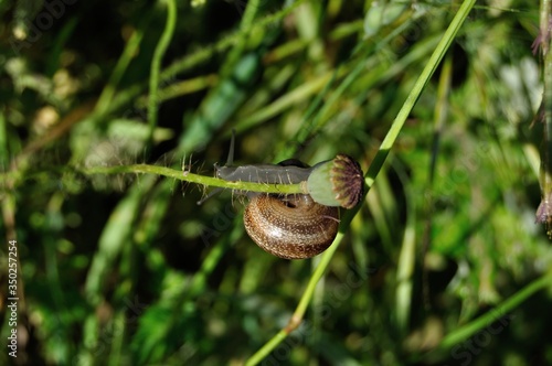 Caracoles en primavera