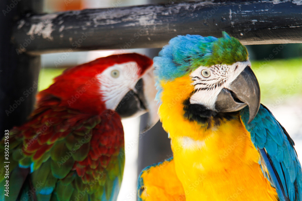 Detail of the faces of two colored parrots Detail of the faces of two colored parrots